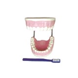 牙齿保健模型